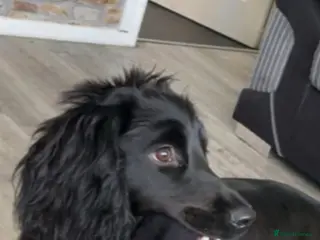 Cocker Spaniel dogs Cocker spaniel - Advert 1