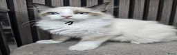 Ragdoll cats for sale: TICA Registered Pedigree Ragdoll Kittens - Advert 12
