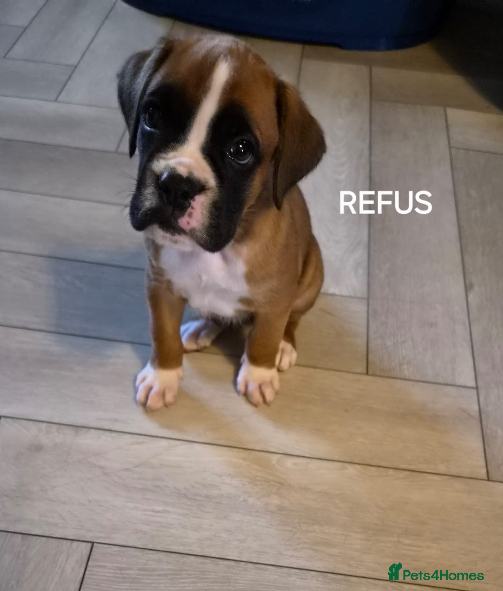 Boxer dogs Boxers - Advert 2
