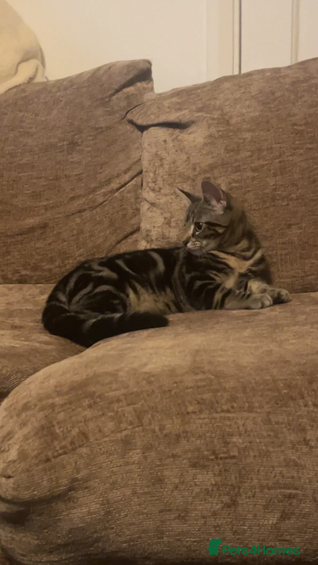 Mixed Breed cats for sale: Boy kitten for sale in Bishop Auckland - Advert 3