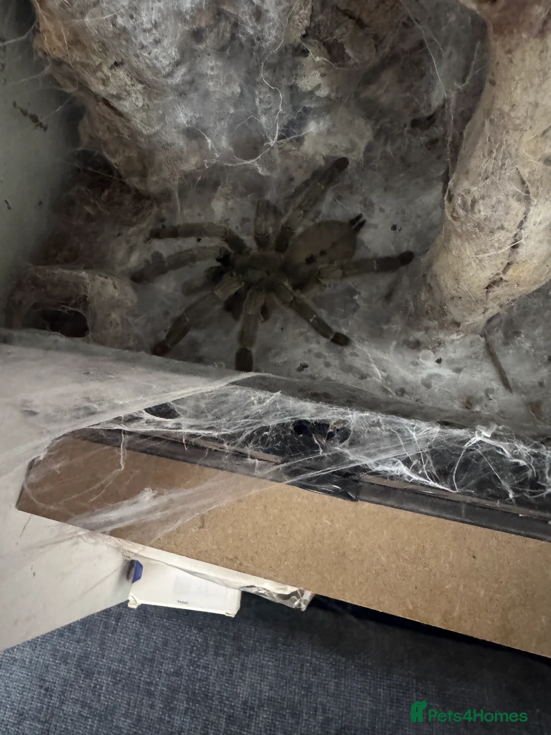 Tarantulas invertebrates for sale: 15 Tarantulas  adult/subadult - Advert 11