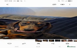 Dachshund dogs for sale: Mini miniature  dashound - Image 2