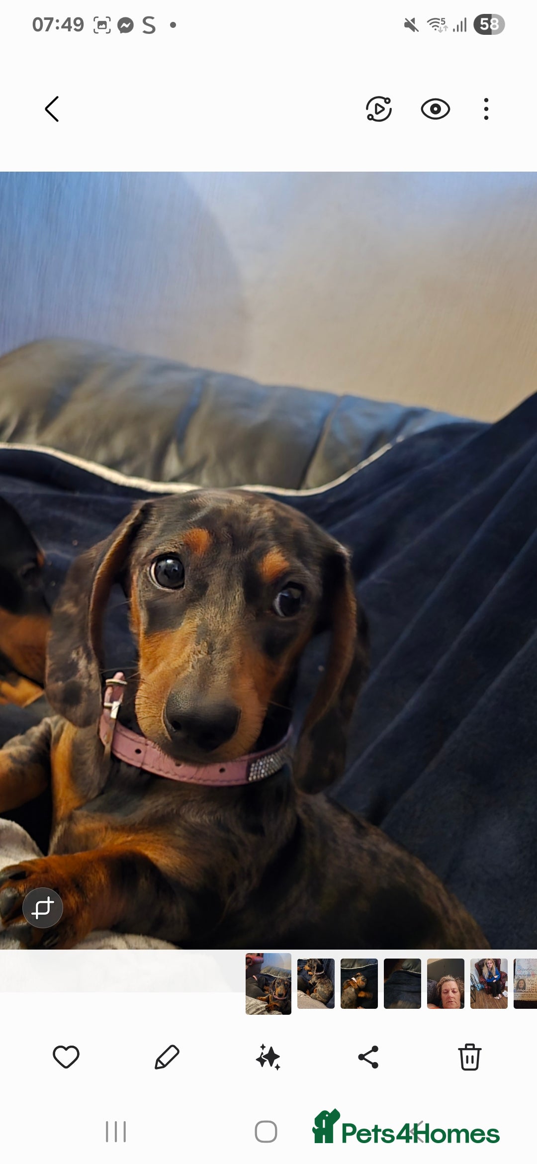Dachshund dogs for sale: Mini miniature  dashound - Image 2