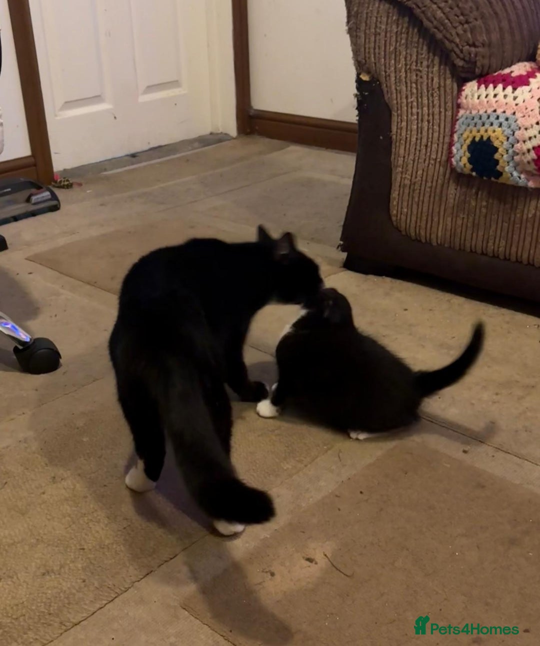 Mixed Breed cats for sale: Kittens for a good home - Advert 4