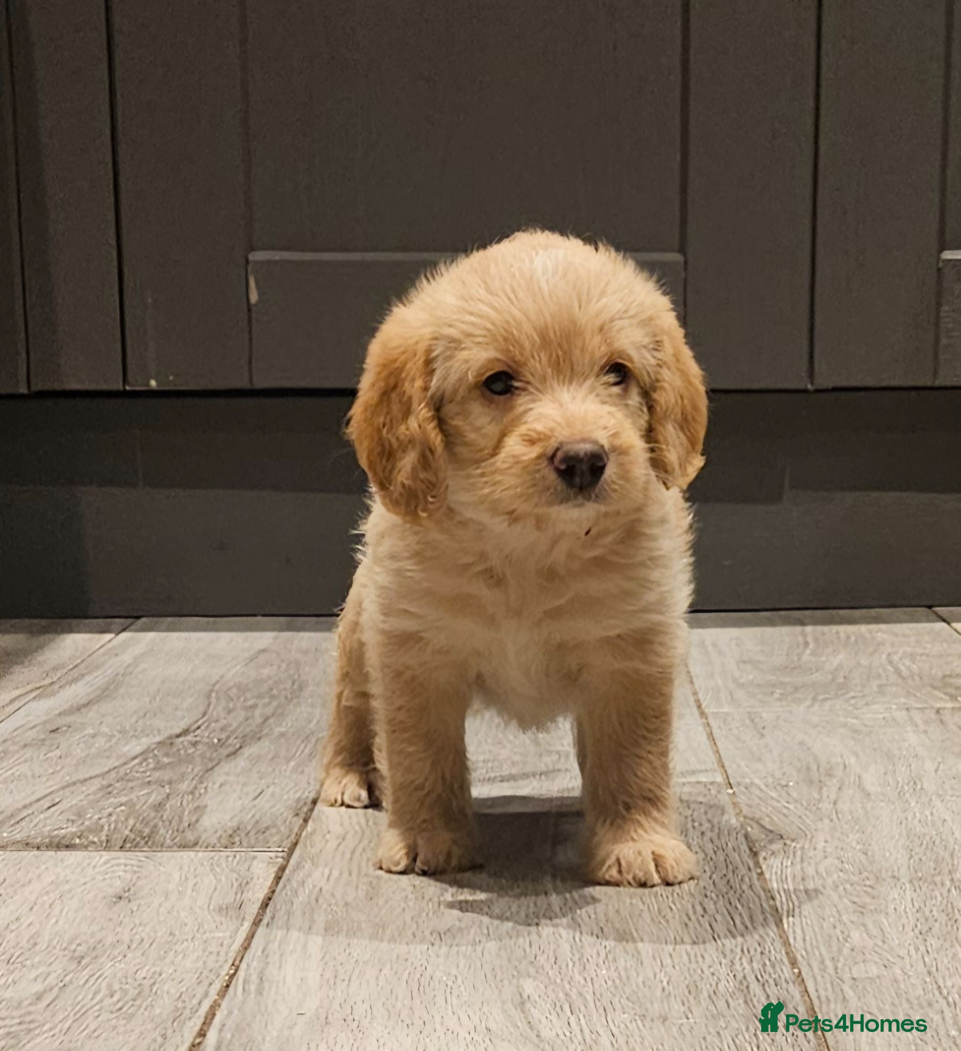 Mixed Breed dogs Beautiful Poogle pups for sale (beagle x poodle ) - Advert 1