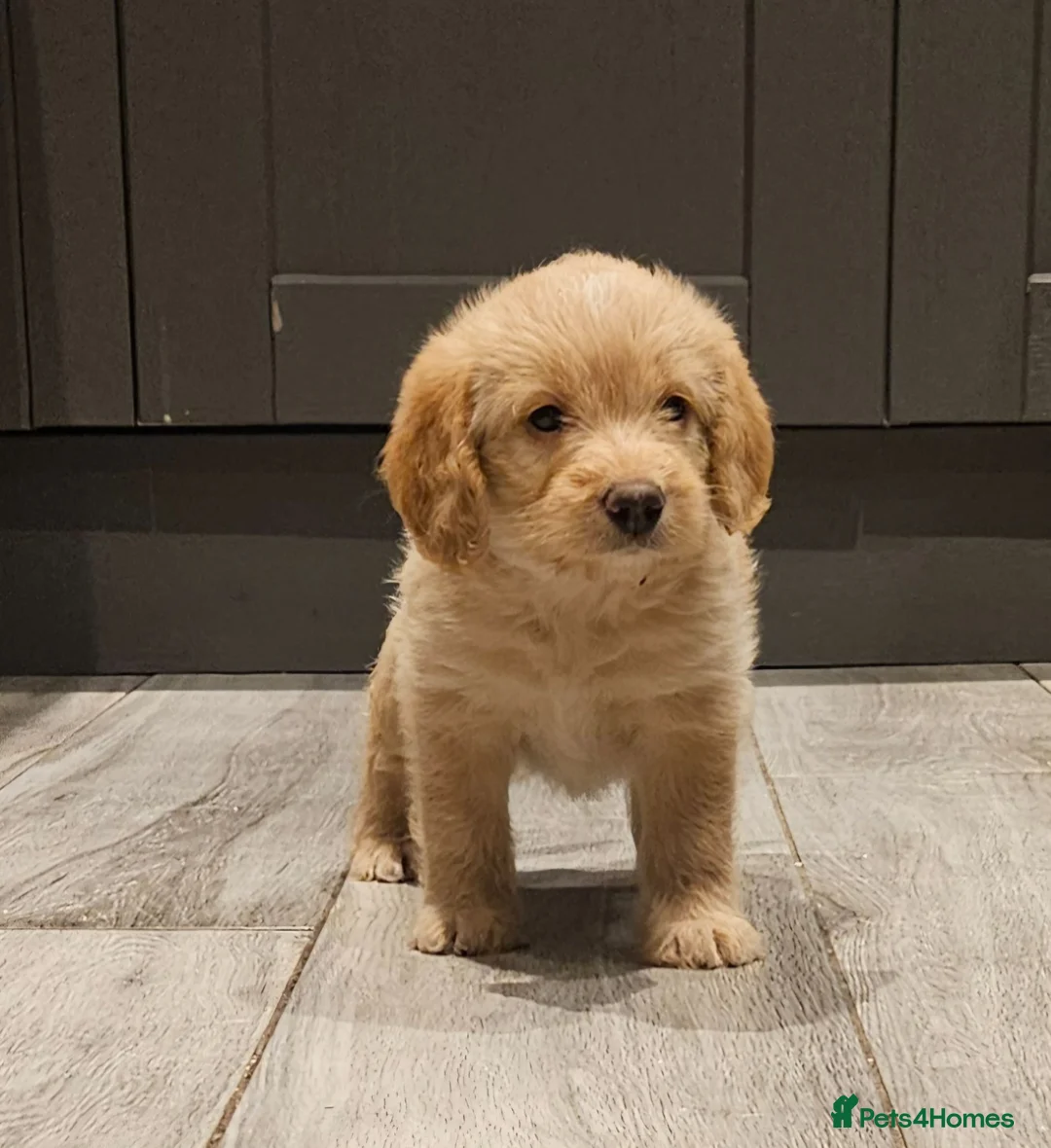 Mixed Breed dogs for sale: Beautiful Poogle pups for sale (beagle x poodle ) - Advert 1