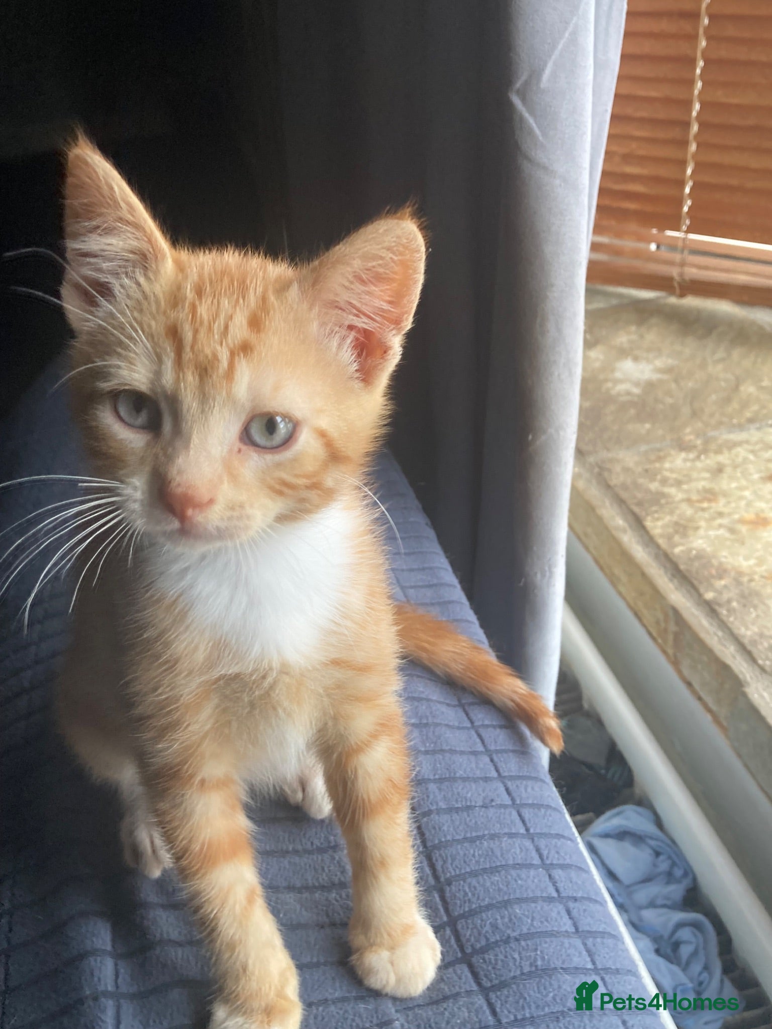 Mixed Breed cats 2 Gorgeous ginger Kittens - Advert 11