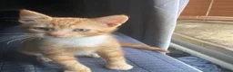 Mixed Breed cats for sale: 2 Gorgeous ginger Kittens - Advert 5