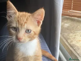 Mixed Breed cats 2 Gorgeous ginger Kittens - Advert 2