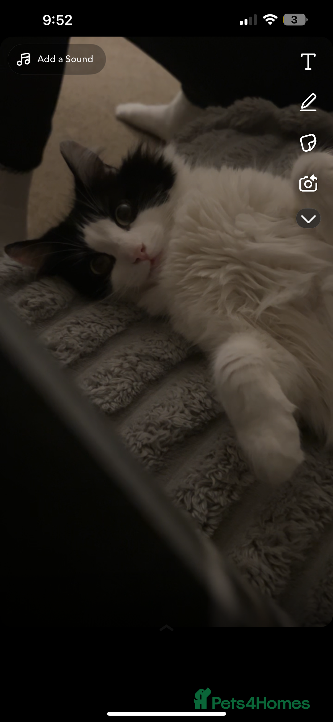 Norwegian Forest Cat cats for sale: Female kitten for sale  - Advert 8