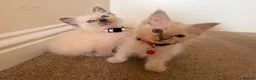 Ragdoll cats for sale: Purebred Ragdol Kitten - DNA Verified 100% - Advert 5