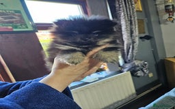 Pomeranian dogs for sale: Beautiful black and tan pomeranian puppy - Image 7