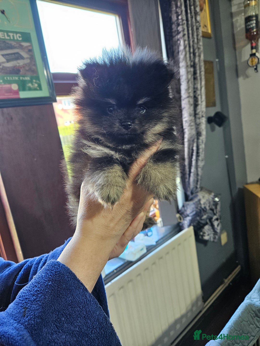 Pomeranian dogs for sale: Beautiful black and tan pomeranian puppy - Image 7