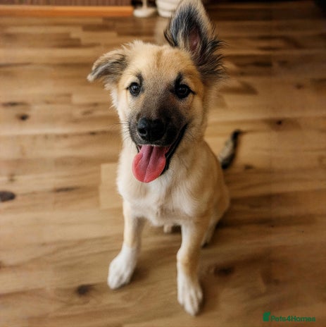 Mixed Breed dogs - Advert 2