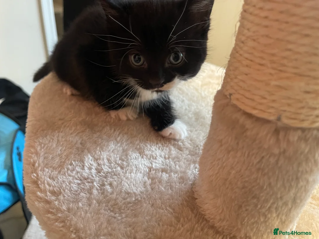 Mixed Breed cats for sale: Adorable kittens up for sale!  in Birmingham - Advert 2