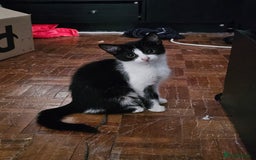 Mixed Breed cats for sale: Chocolate chip and Oreo in Enfield - Image 3