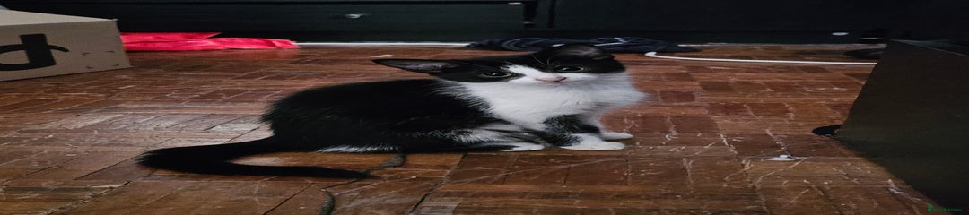 Oreo
