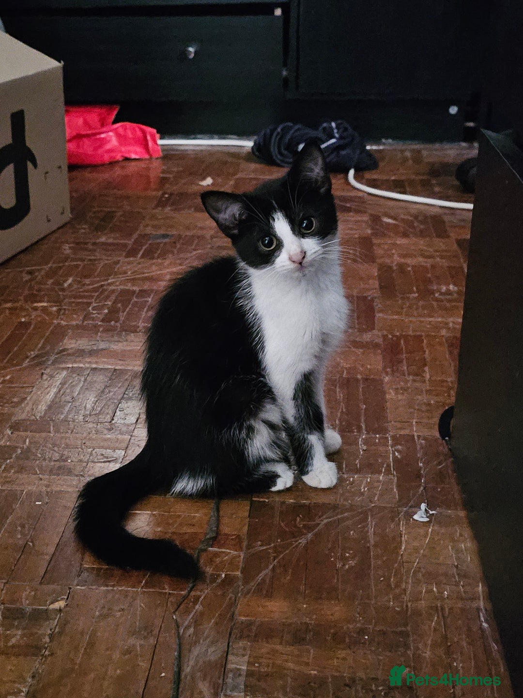 Mixed Breed cats for sale: Chocolate chip and Oreo in Enfield - Image 3