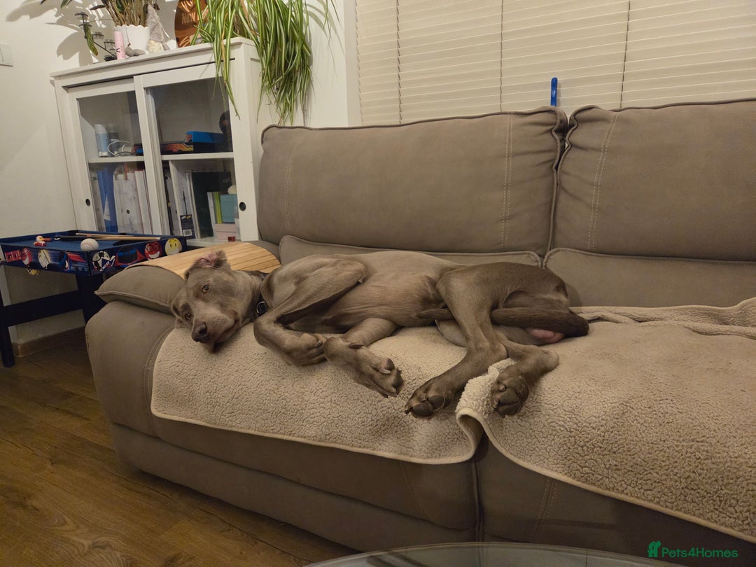 Weimaraner dogs for sale: Forever home wanted - Image 12