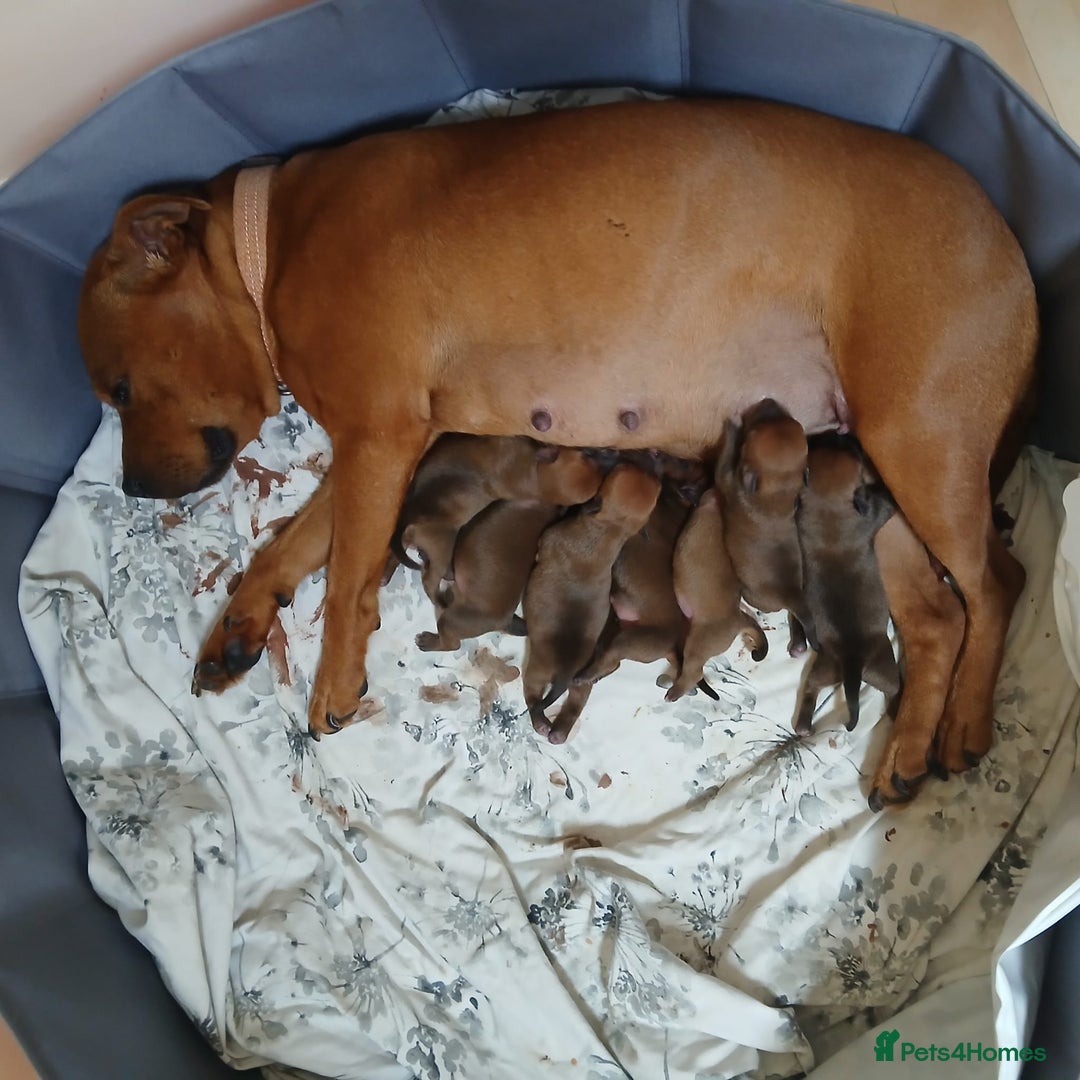 Staffordshire Bull Terrier dogs for sale: COI 3.6% Red staffordshire bull terrier's - Advert 17