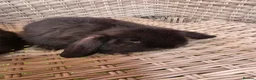 Mini Lop rabbits for sale: Mini Lops - Advert 5