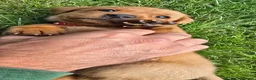 Labrador Retriever dogs for sale: KC Reg Working Fox Red Labrador  - Advert 11