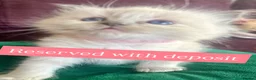 Ragdoll cats for sale: Pure blue point ragdoll kittens  - Advert 14
