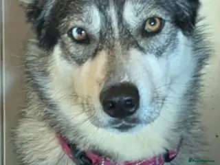 Mixed Breed dogs Gorgeous Chowski boys - Advert 2