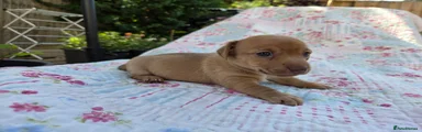Jackshund 2