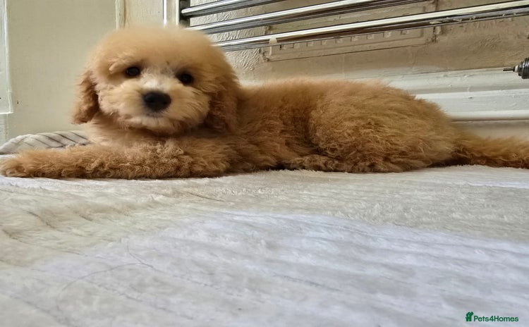 Goldendoodle dogs - Advert 1