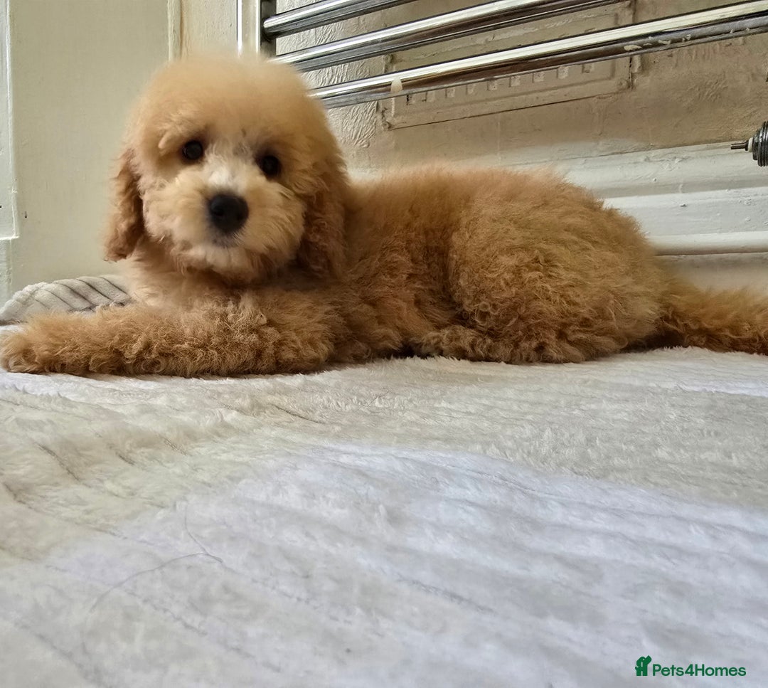 Goldendoodle dogs for sale: One boy left Goldendoodle - Image 2