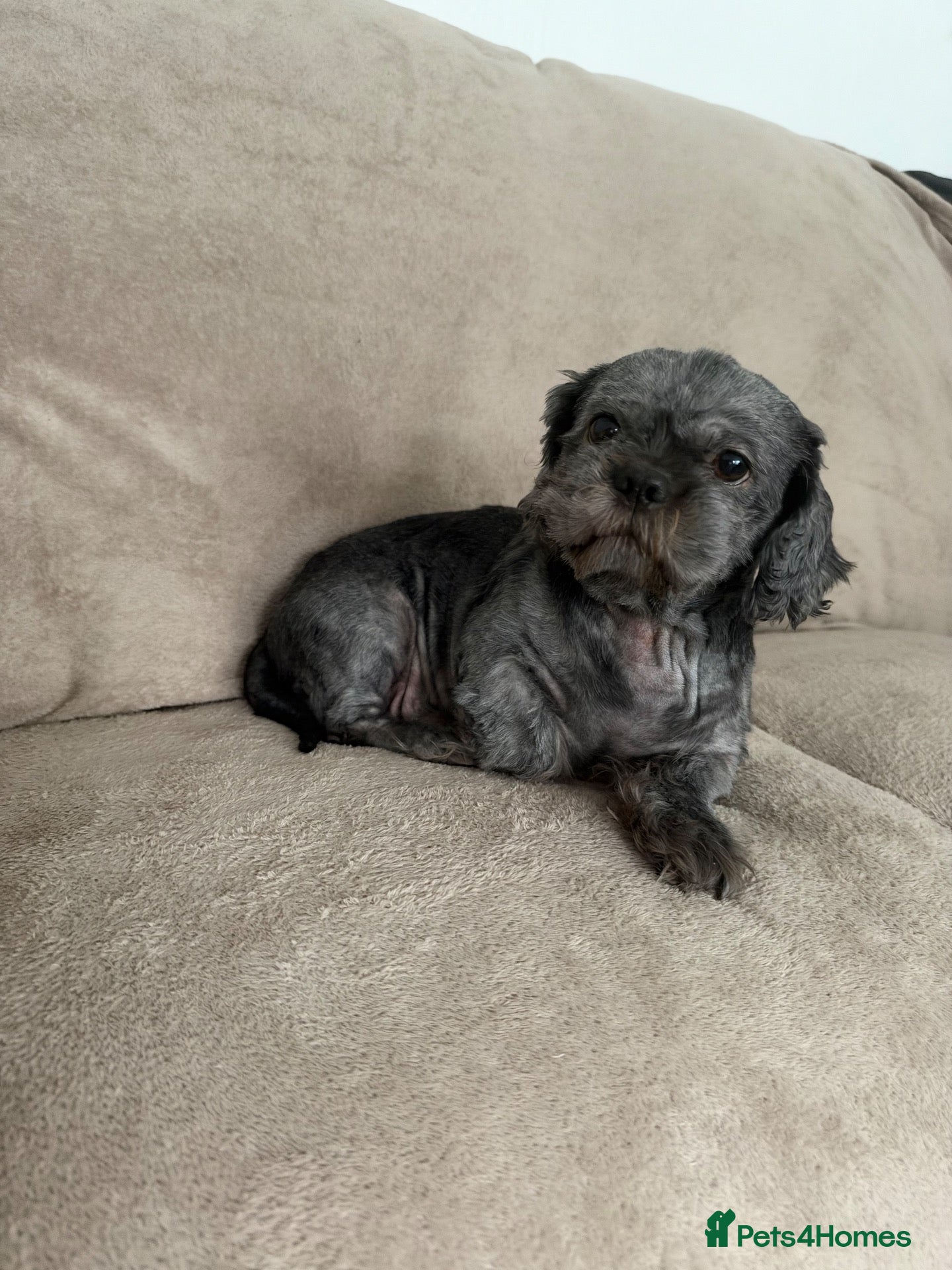 Shih Tzu dogs  4, 3 years of age Shih Tzu’s  - Advert 5