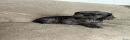 Shih Tzu dogs for sale:  4, 3 years of age Shih Tzu’s  - Advert 1