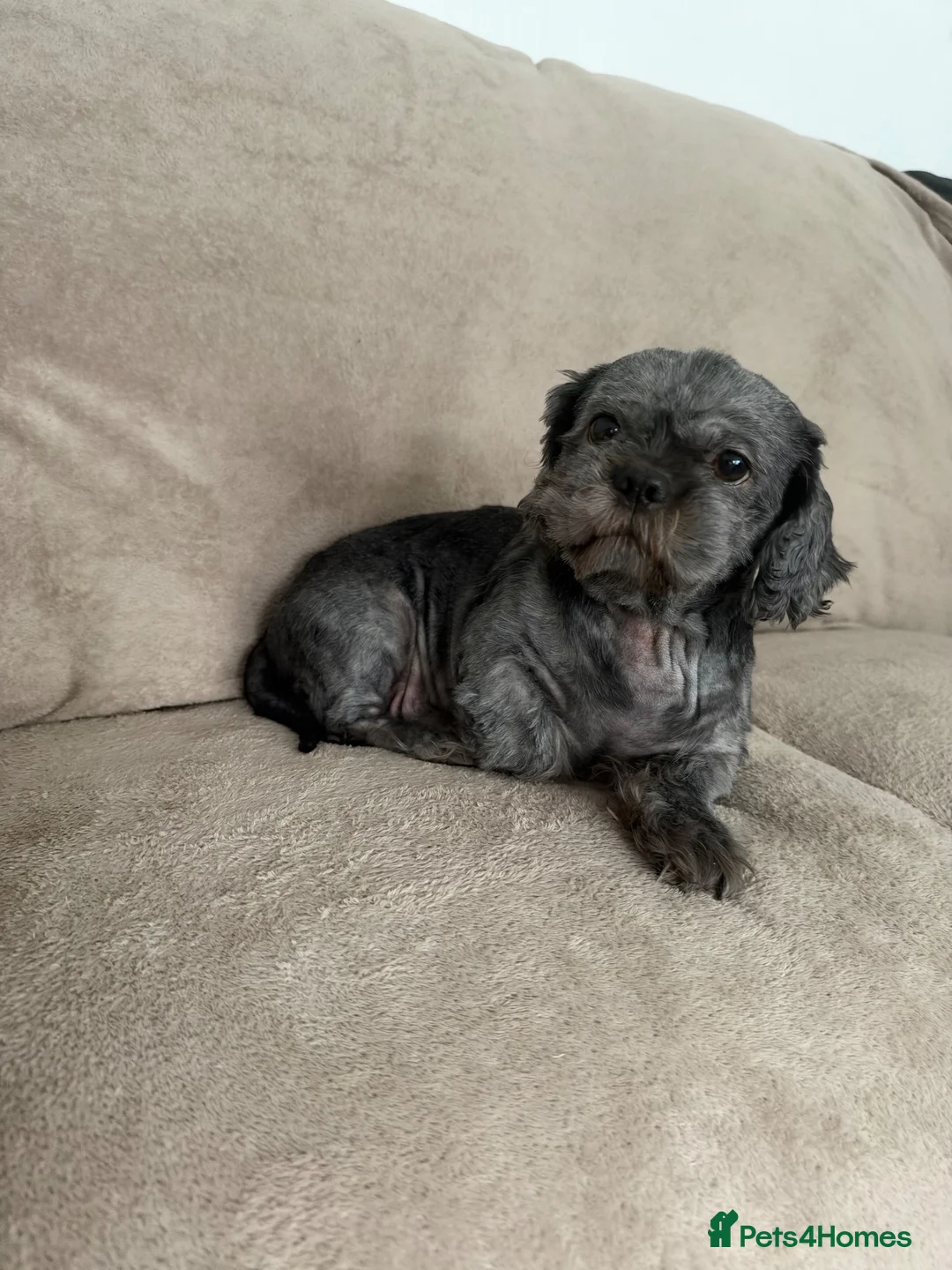 Shih Tzu dogs for sale:  4, 3 years of age Shih Tzu’s  - Advert 1