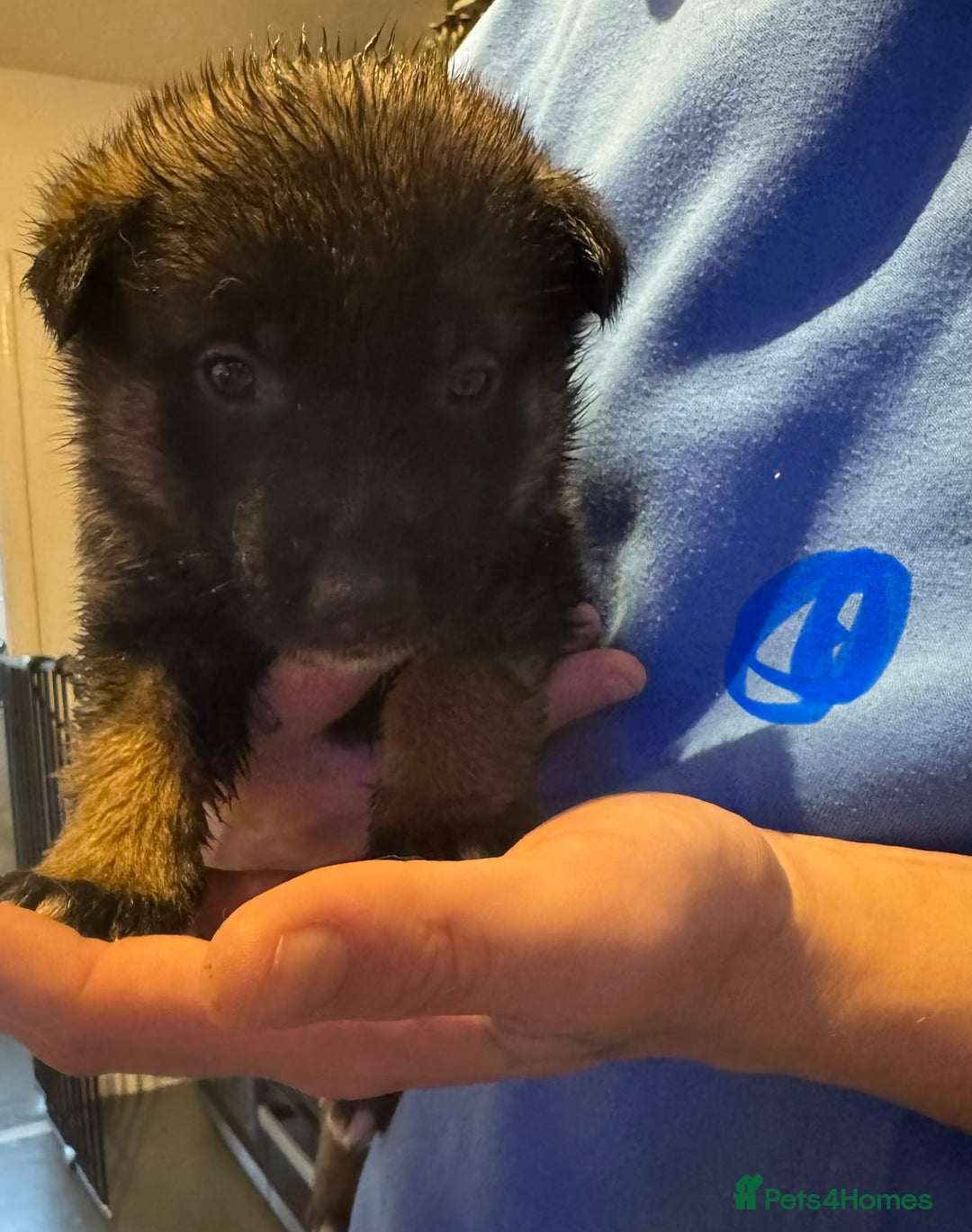 Mixed Breed dogs for sale: Akita x German shepherd puppies - Advert 9