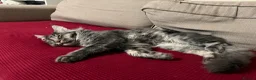 Maine Coon cats for sale: Russian Xl Maine coon Smokey  - Advert 6