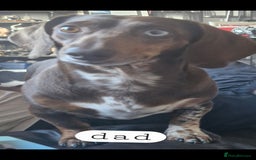 Dachshund dogs for sale: 7 beautiful dachshunds puppys - Image 37