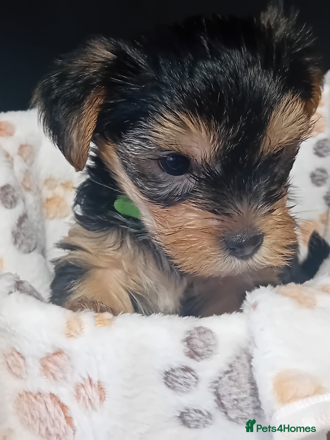 Yorkshire Terrier dogs for sale: Yorkshire Terrier one little boy - Image 14