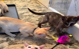 Burmese cats for sale: Burmese Kittens For Sale - Advert 23