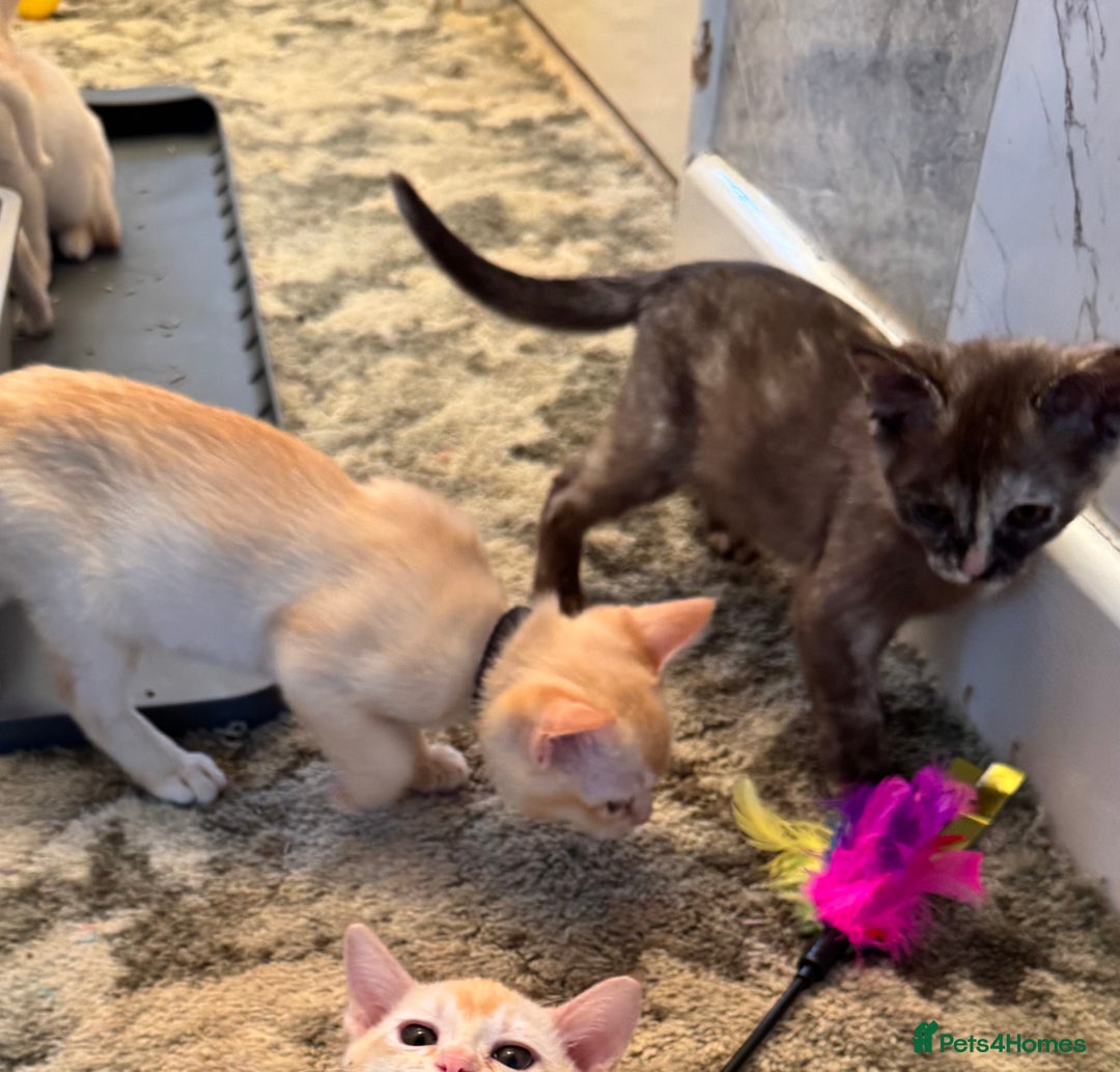 Burmese cats for sale: Burmese Kittens For Sale - Advert 23