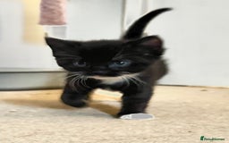 Domestic Shorthair cats for sale: Gorgeous boy and girl kittens  - Image 12