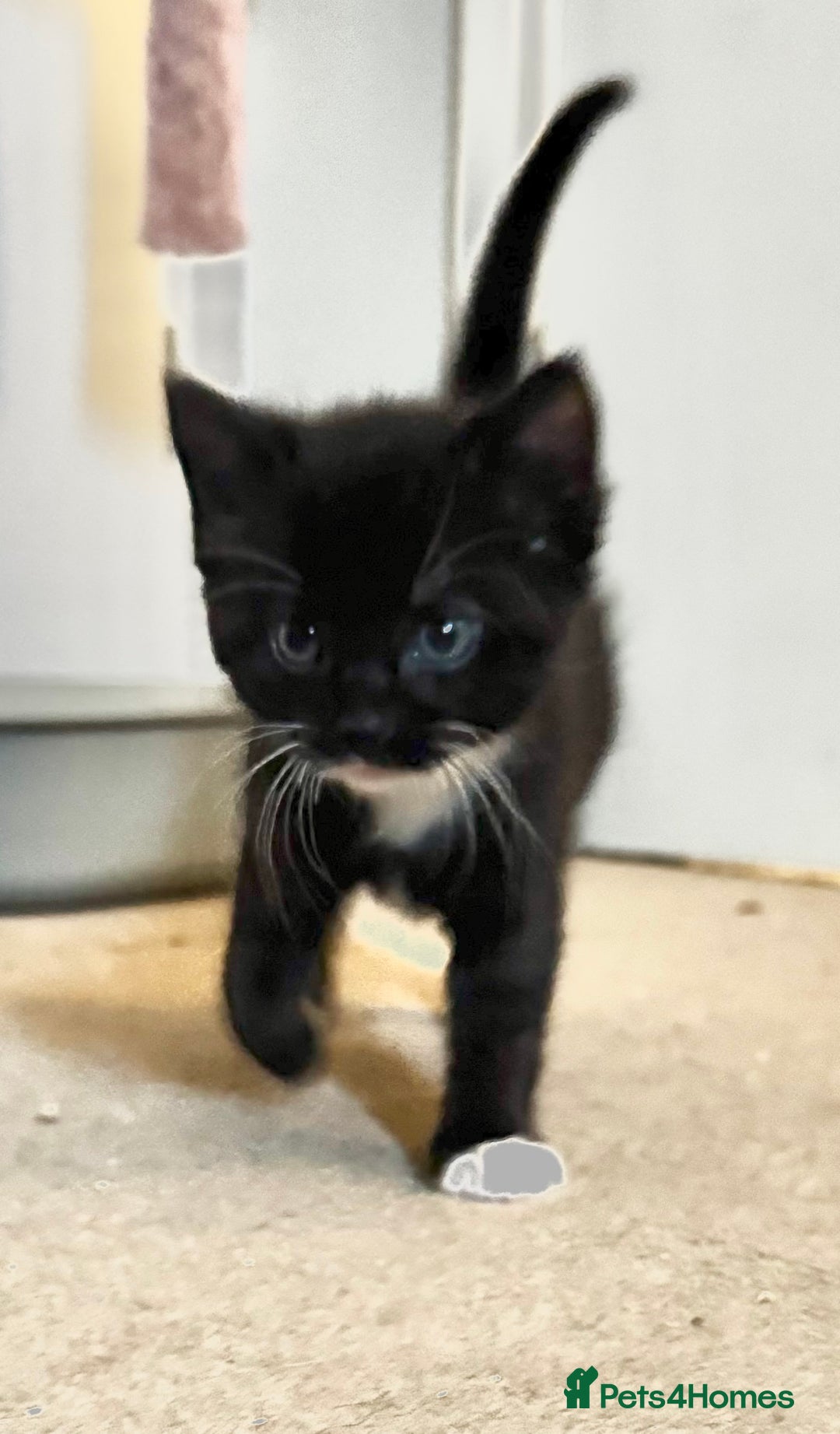 Domestic Shorthair cats for sale: Gorgeous boy and girl kittens  - Image 12