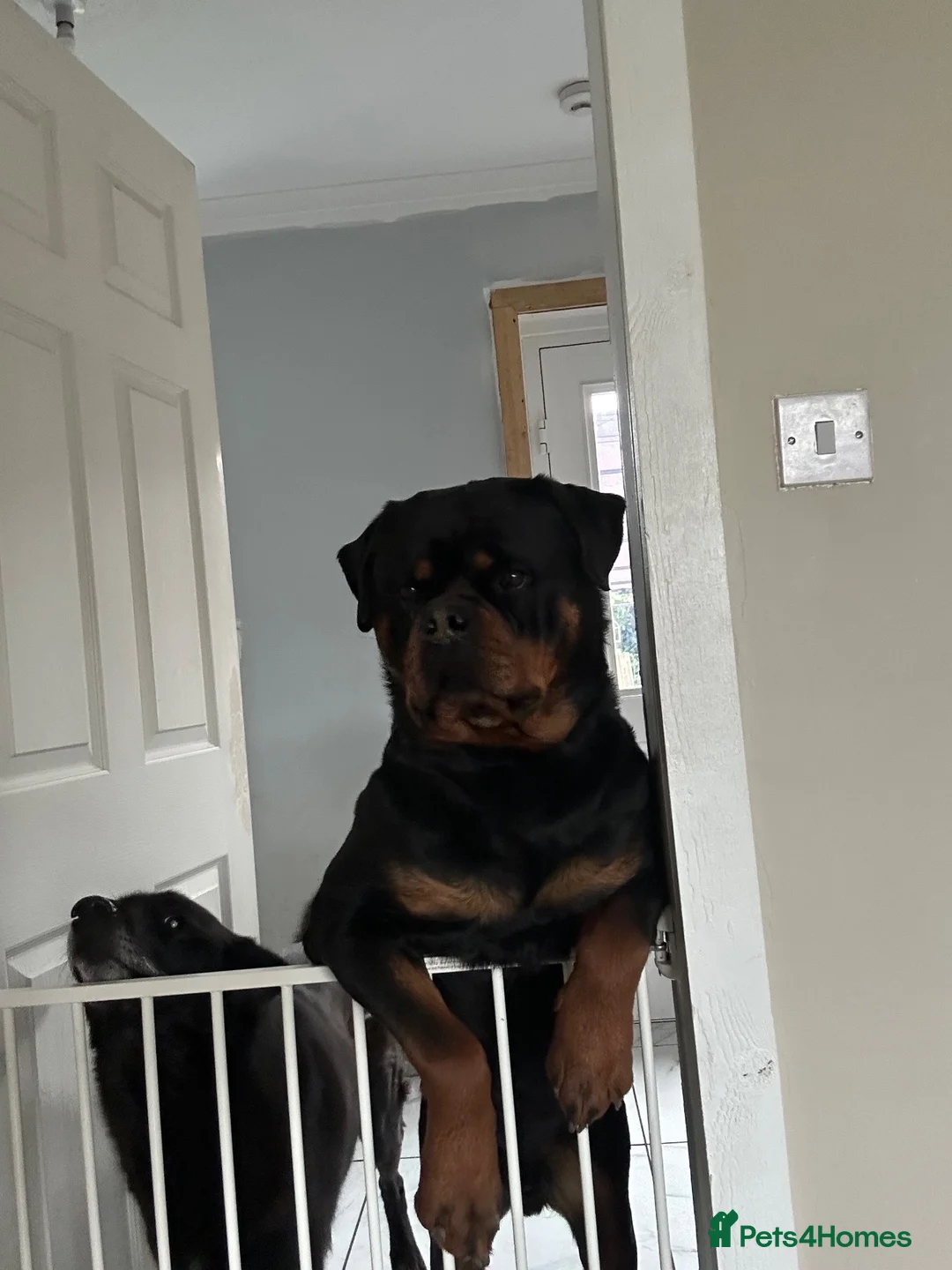 Rottweiler dogs for stud: ZEUS, - Advert 2