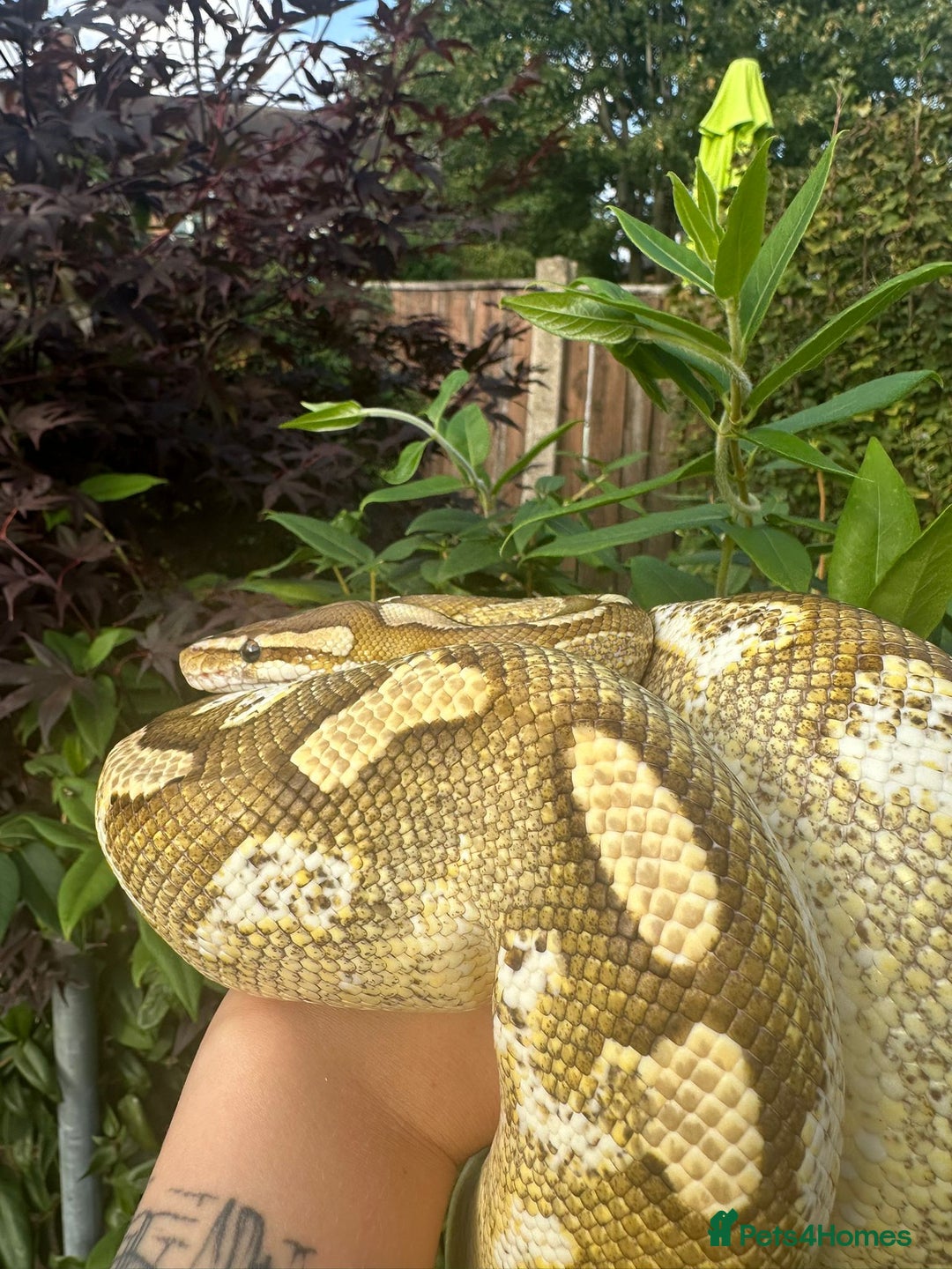 Python Snake reptiles for sale: 🐍 Ball Pythons for Sale – Collection Nottingham  - Image 8