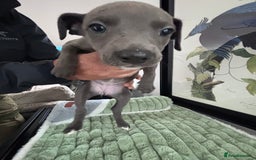 Whippet dogs for sale: Blue whippets  - Image 5