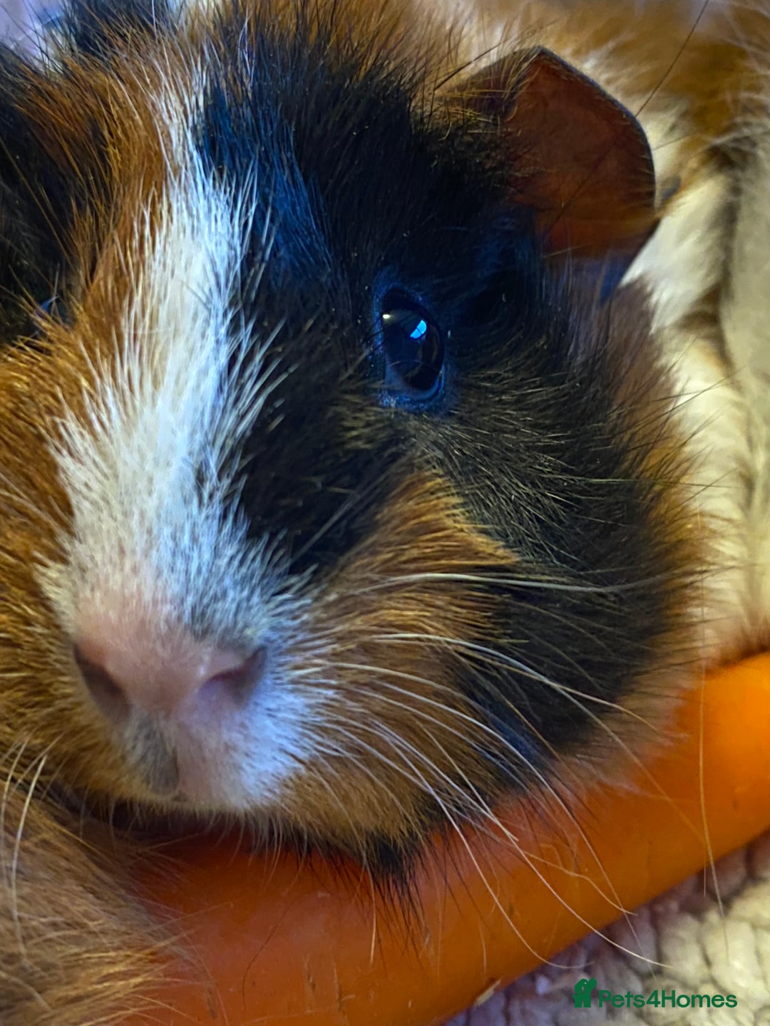 Guinea Pig rodents for sale: Female baby guinea pigs - Advert 5