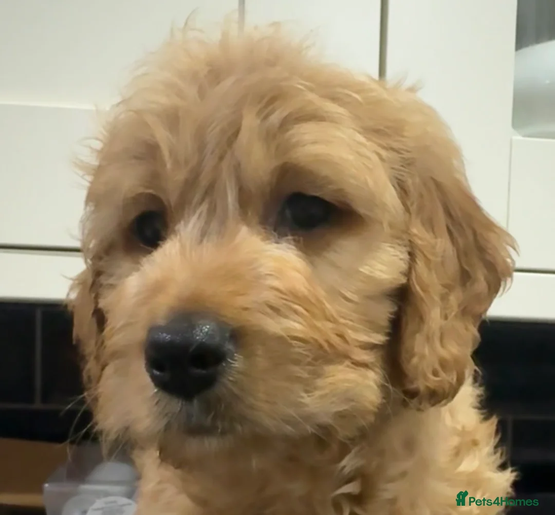 Mini Goldendoodle dogs for sale: Health-checked Happy Fluffy Puppies - Advert 13