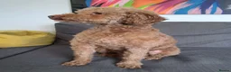 Miniature Poodle dogs for stud:  Miniature Poodle Stud Available - Advert 3