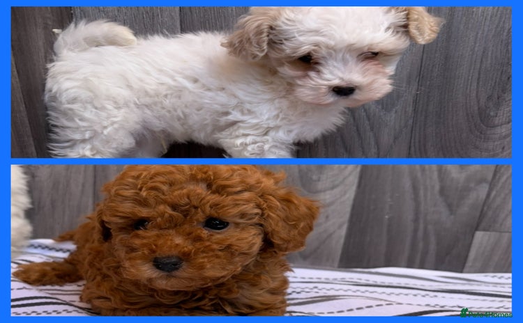 Maltipoo dogs - Advert 1