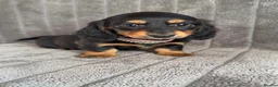 Miniature Dachshund dogs for sale: Long haired miniature dachshund puppies - Advert 5